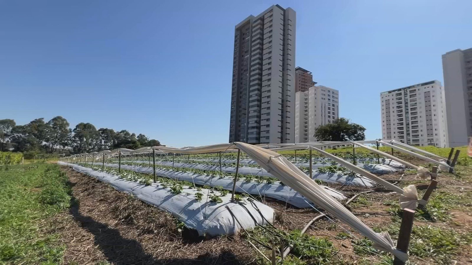 sor-produtores-cidade-310725-frame-372